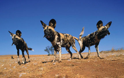 Perro Bigote