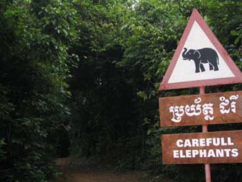 Careful Elephants