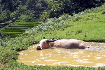 Albino Bull